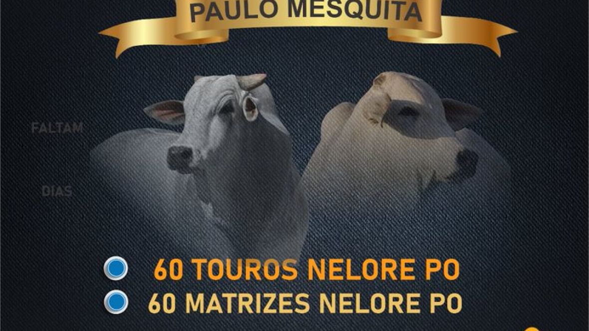 LEILÃO VIRTUAL FAZENDA GRAMADO - PAULO MESQUITA 2022 - erural